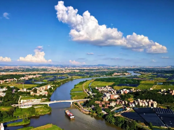 Experience sugarcane harvesting fun this weekend in Baiyun