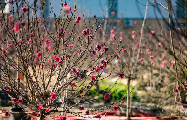 Colorful floral escape awaits in Baiyun
