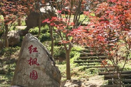 Enjoy red maple leaves on Maofeng Mountain