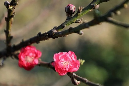 Shima Peach Blossom Park