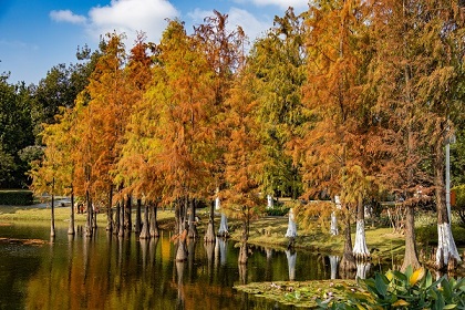 Immerse in Baiyun's breathtaking groves of bald cypress