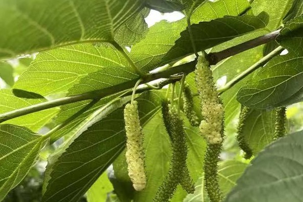 Free mulberry picking begins in Baiyun