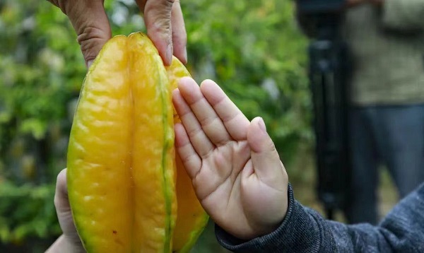 Success story of Xiangji Starfruit in Guangzhou