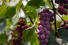 Baiyun's Kyoho grapes ready for picking