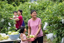 Baiyun sees guava harvest