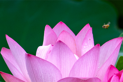Enjoy lotus blossoms in Baiyun's top parks