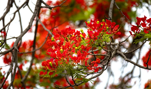Early summer brings Baiyun's stunning phoenix flowers bloom