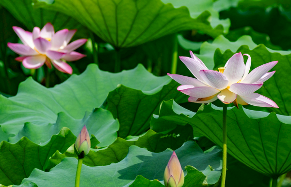 Lotus flowers bloom at Luoyong Park in Baiyun