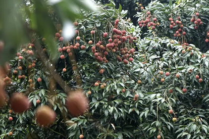 Early-ripening white wax lychees thrive in Baiyun