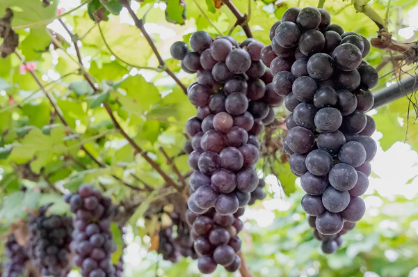 Grape harvest season arrives in Baiyun