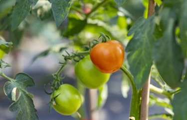 Delightful Baiyun fruit tomatoes to come into season soon