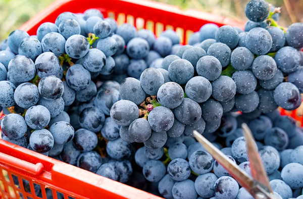 Liaocai village: Hidden paradise for fruit-picking in Guangzhou