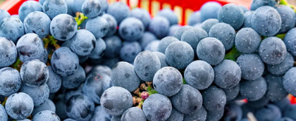 Liaocai village: Hidden paradise for fruit-picking in Guangzhou