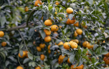 New seasonal citrus fruits now available for picking in Baiyun