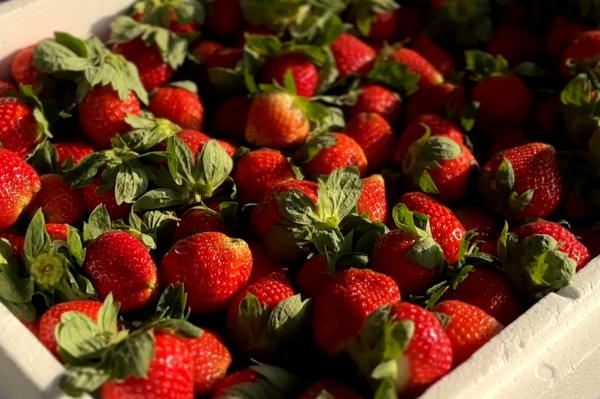 Strawberry harvest season arrives in Longgui Street