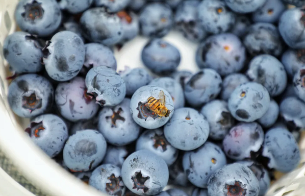 Blueberries in Baiyun's greenhouse usher in bountiful harvest