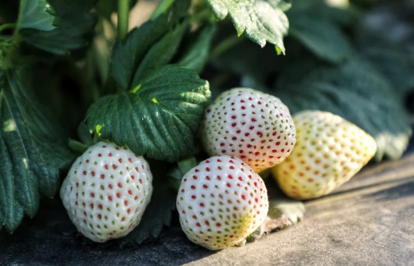 Locals flock to Zhongluotan town to pick strawberries