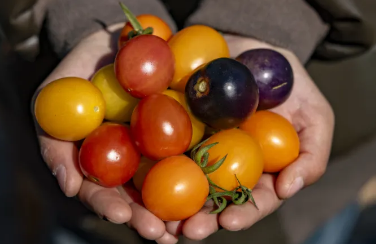 Zhongluotan town's cherry tomatoes yield bountiful harvest