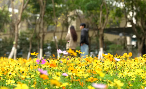 Golden sulfur cosmos bloom in Baiyun park