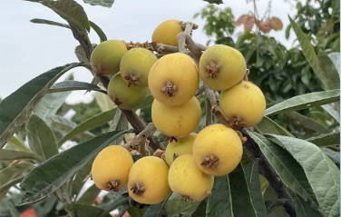 Guangzhou's loquat orchard enters harvest season