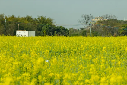 Over 4,000 mu of rape flowers in full bloom in Baiyun