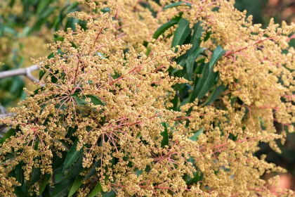 Xiaomao mango tree celebrates glorious flowering season