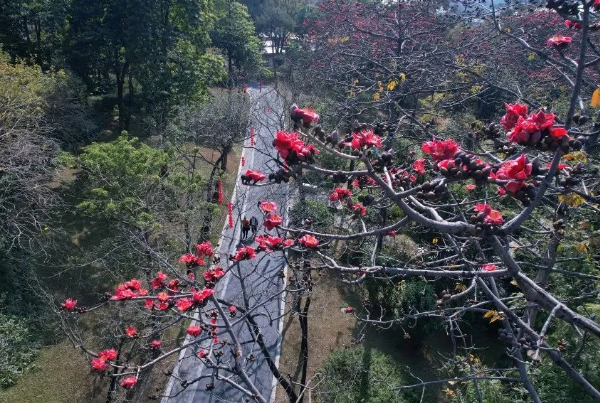 Baiyun spring flowers bloom in full glory