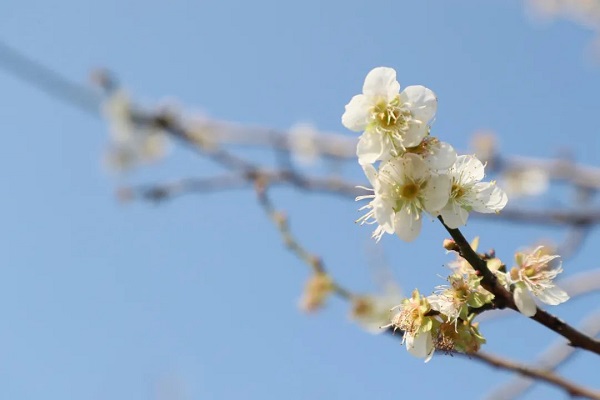 White plum blossoms are in full bloom..jpg