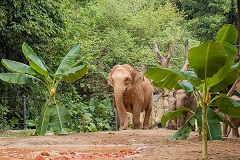 Guangzhou safari park celebrates World Elephant Day