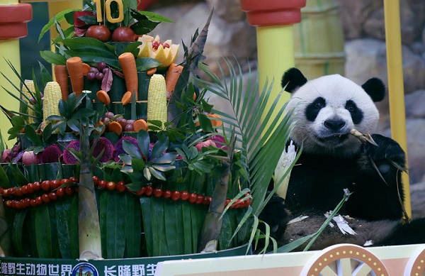Panda triplets celebrate tenth birthday with park party