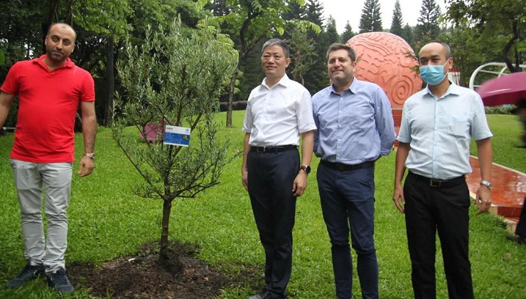 Olive tree symbolizing Guangzhou, Tel Aviv friendship planted