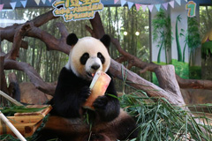 World's only panda triplets celebrate seventh birthday