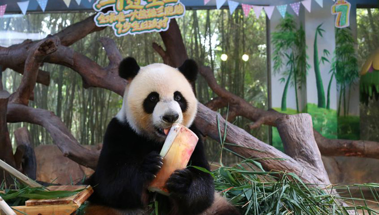 World's only panda triplets celebrate seventh birthday