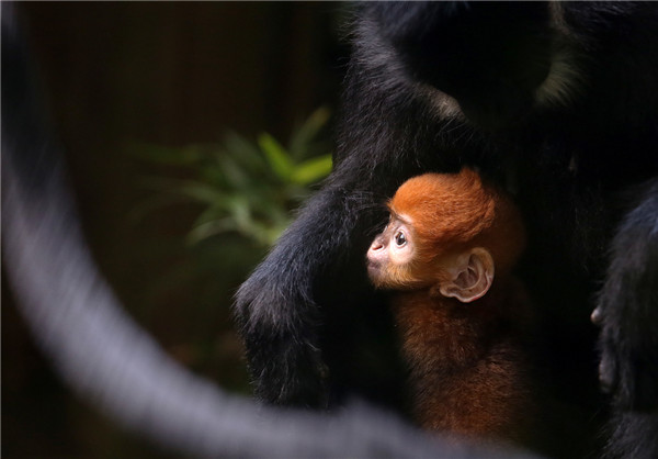 Rare baby leaf monkey born in Guangzhou