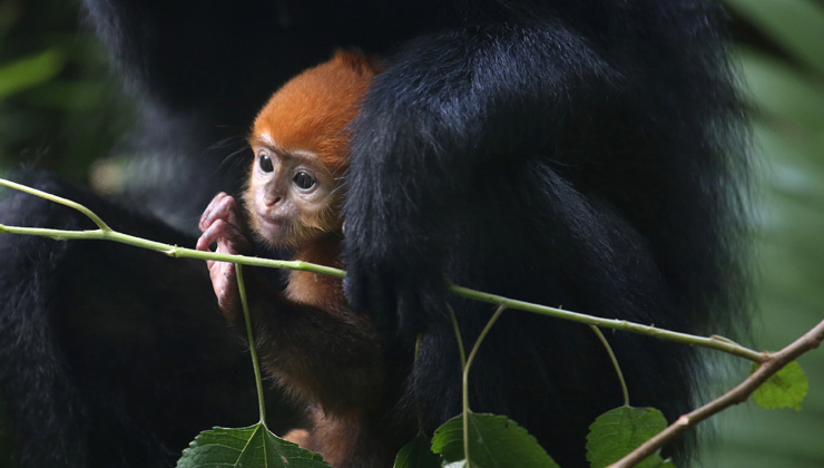 Rare baby leaf monkey born in Guangzhou