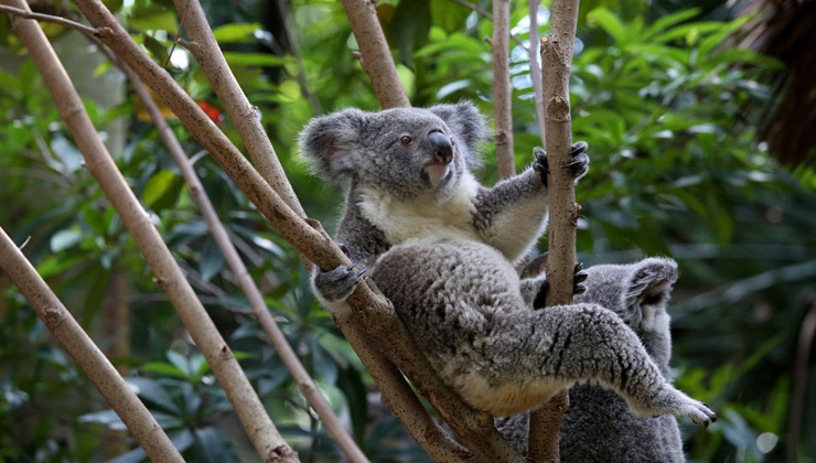 Baby koala comes out to meet the public