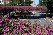 Greening of Guangzhou pedestrian bridges thrives