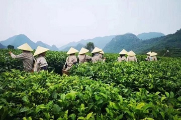 Guangzhou tea expo to kick off on May 25