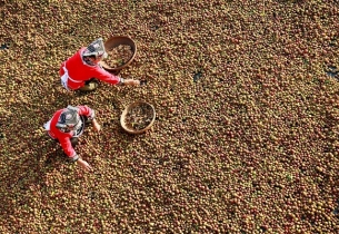 Oil tea cultivation benefiting Guizhou farmers