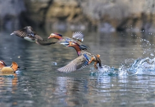 Photographer captures wild mandarin ducks in Guizhou