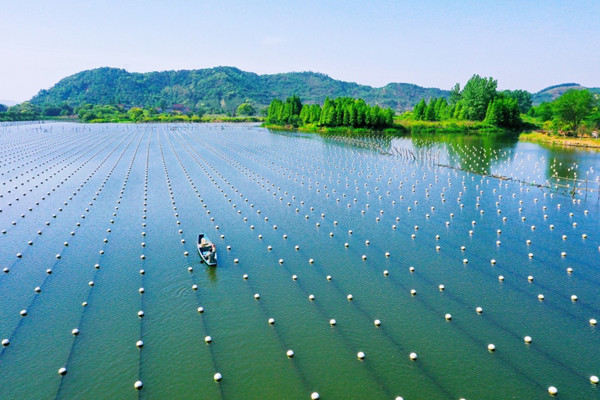 Deqing's freshwater pearl farming system rated as global agricultural heritage