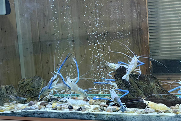 Huzhou leads China's giant freshwater prawn industry