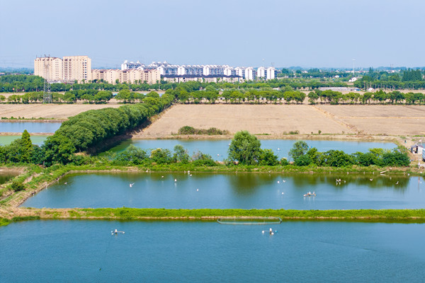 Huzhou's Donglin town goes green with scenic beauty