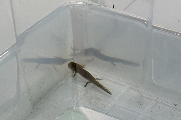 Huzhou creates green homeland for Anji's salamanders