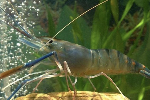 Freshwater fishery industry flourishes in Huzhou