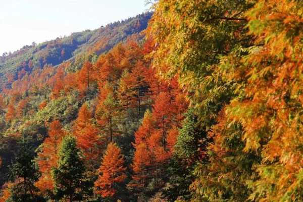Autumn splendor at Anji's golden larch forest park