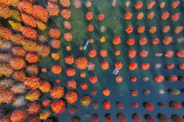 Huzhou's metasequoia forests paint colorful late autumn landscape