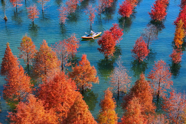 Huzhou park captivates visitors with stunning metasequoia forest