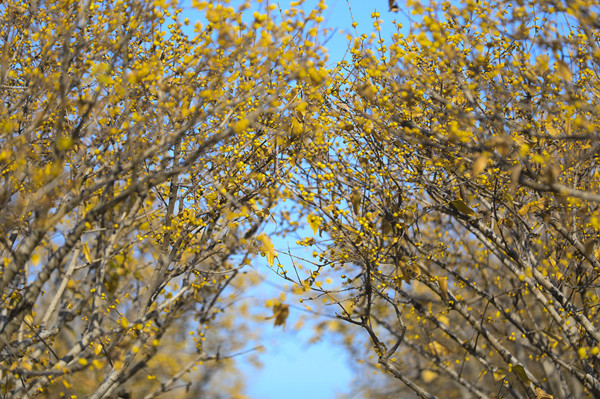 Wintersweet blossoms light up Oriental Bonsai Garden in Huzhou