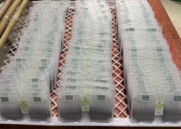 Huzhou exports silkworm seeds to Lebanon